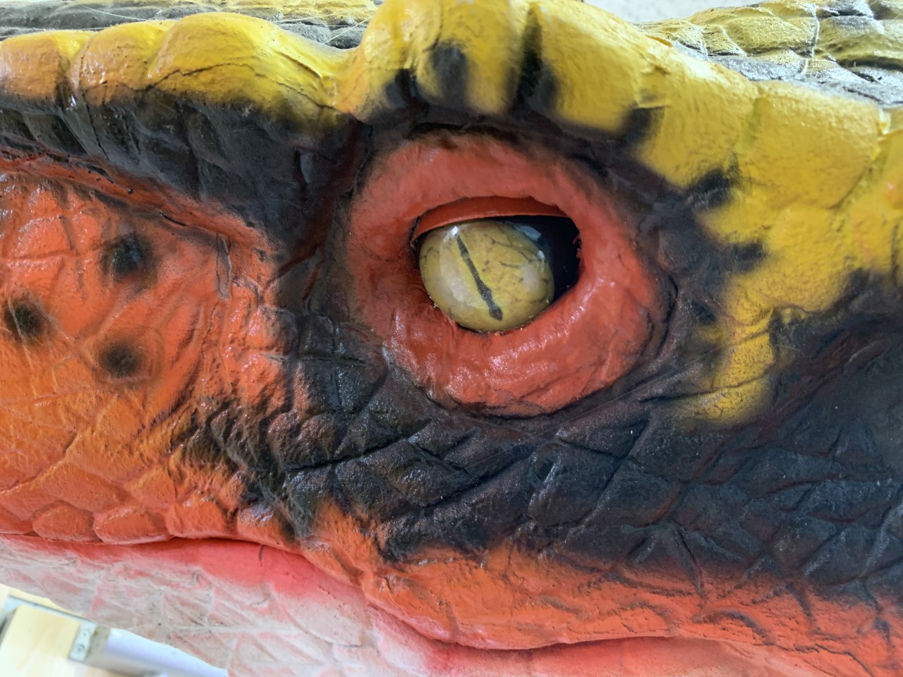 A close up of the eye of an animal