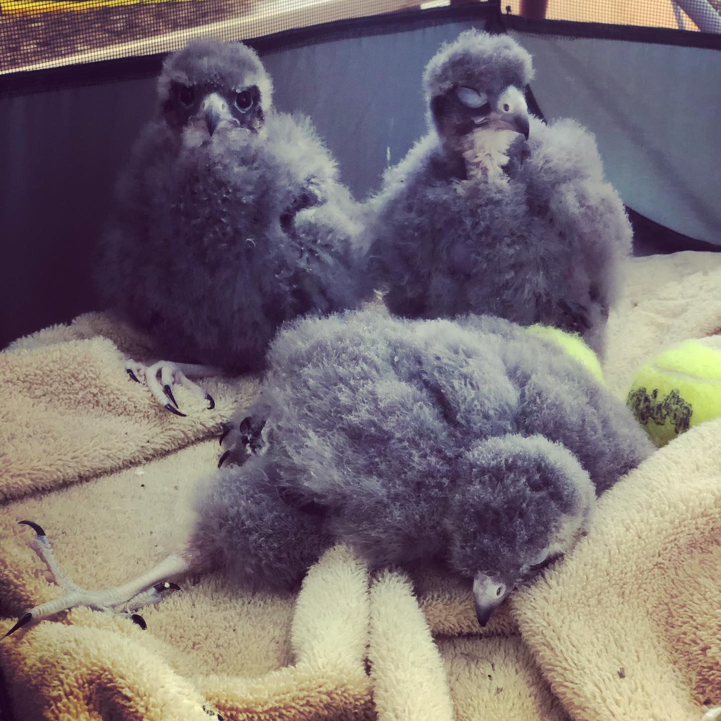 Raptor Ranch – There’s Something Wild In The Air!