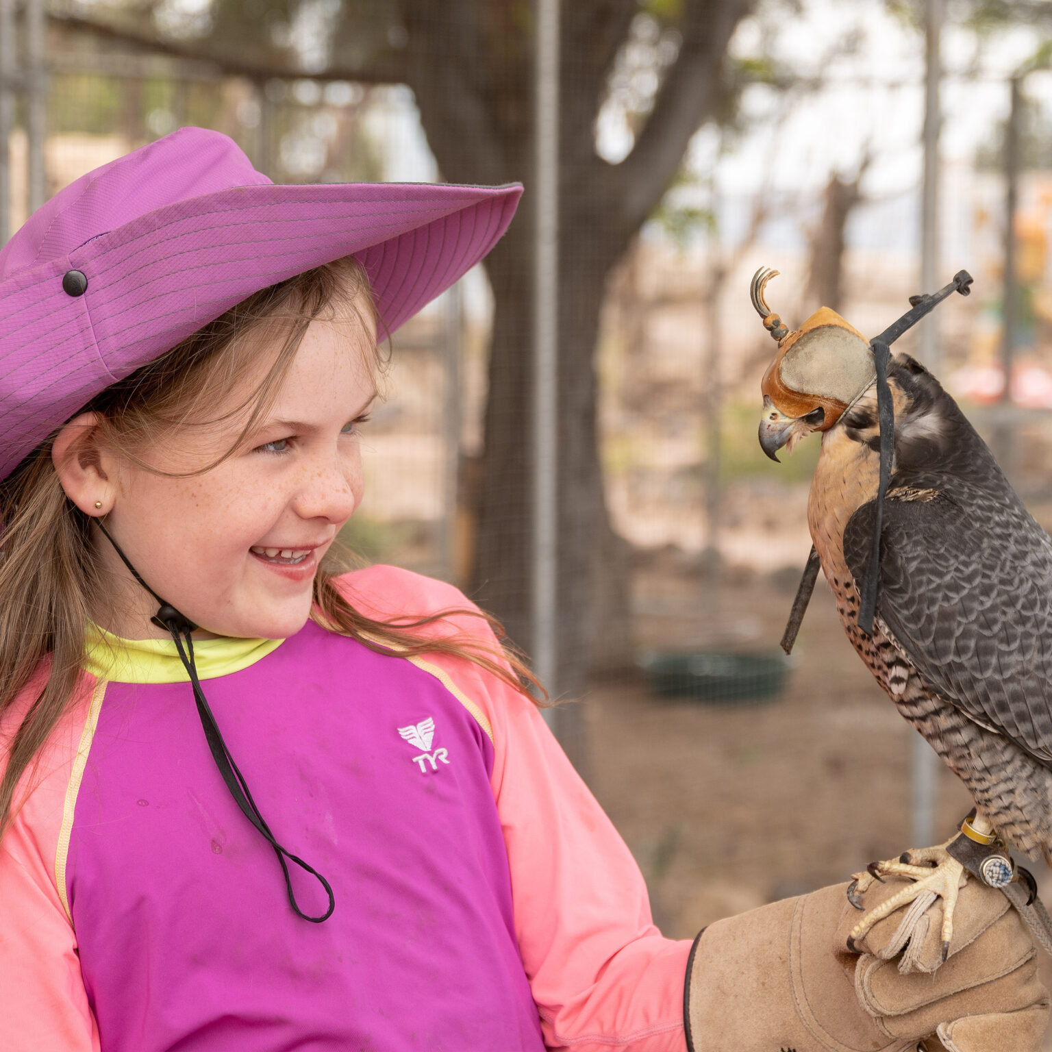 Daily Flight Demos – Raptor Ranch