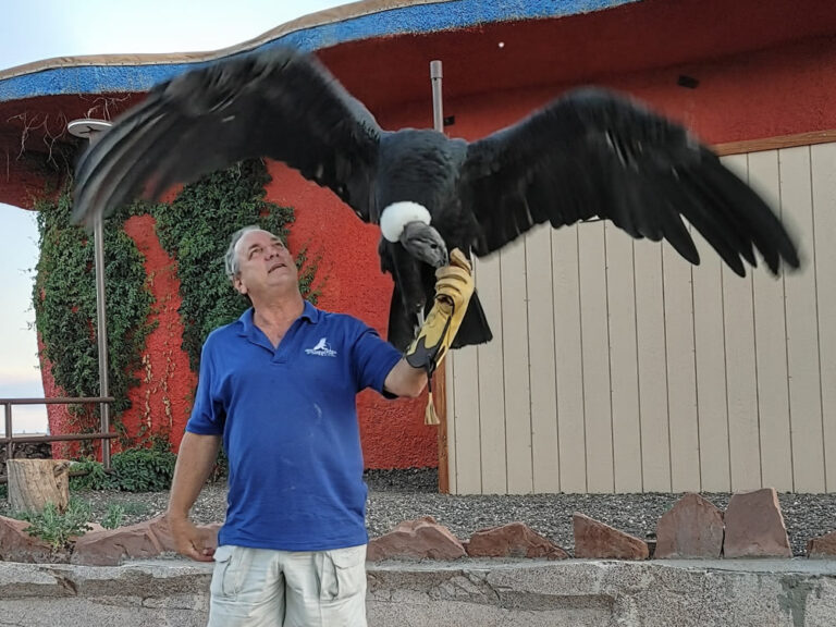 News – Raptor Ranch