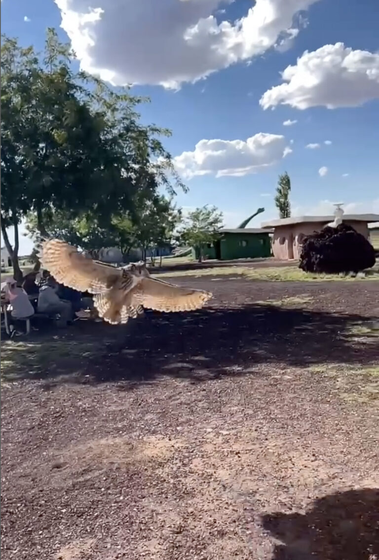 News – Raptor Ranch